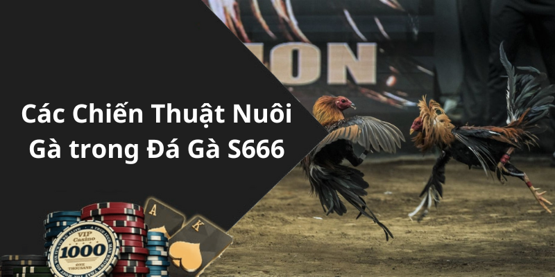 Các Chiến Thuật Nuôi Gà trong Đá Gà S666