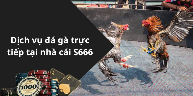 Dịch vụ đá gà trực tiếp tại nhà cái S666