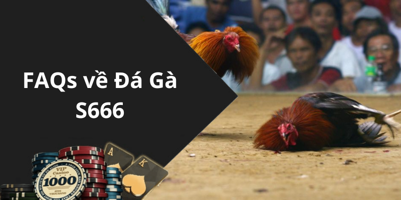 FAQs về Đá Gà S666