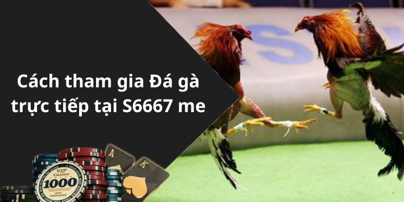 Cách tham gia Đá gà trực tiếp tại S6667 me