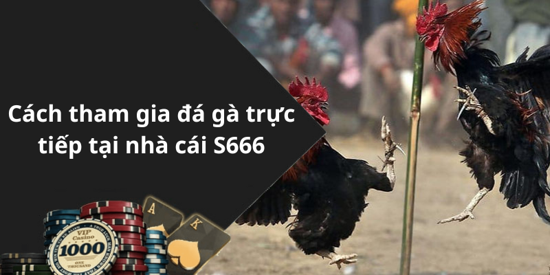 Cách tham gia đá gà trực tiếp tại nhà cái S666