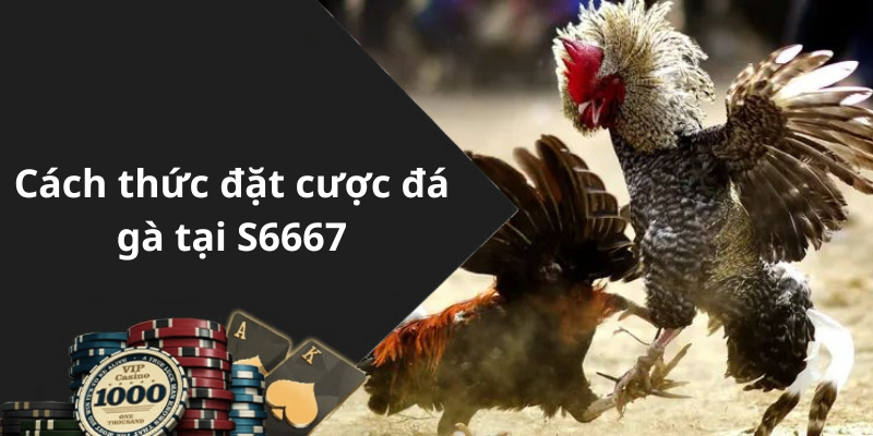 Cách thức đặt cược đá gà tại S6667