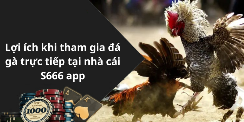 Lợi ích khi tham gia đá gà trực tiếp tại nhà cái S666 app