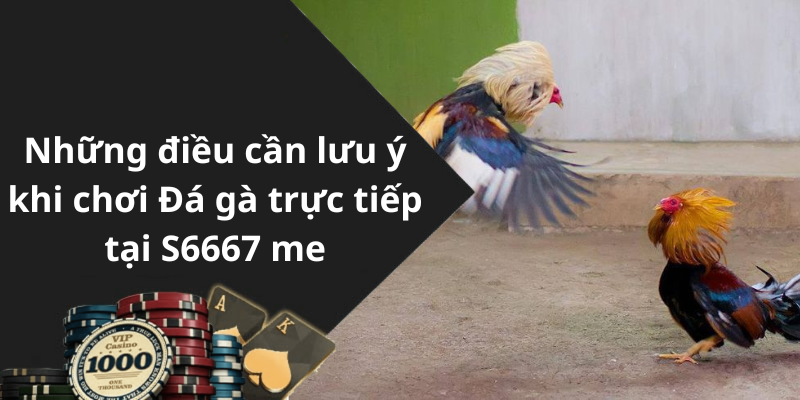 Những điều cần lưu ý khi chơi Đá gà trực tiếp tại S6667 me