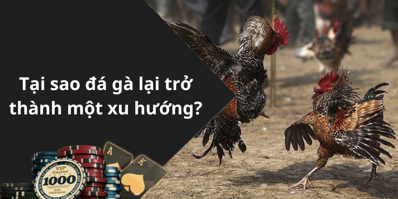 Tại sao đá gà lại trở thành một xu hướng