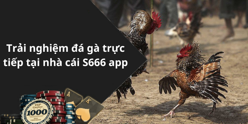 Trải nghiệm đá gà trực tiếp tại nhà cái S666 app