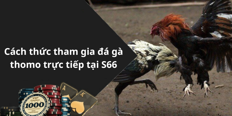 Cách thức tham gia đá gà thomo trực tiếp tại S66