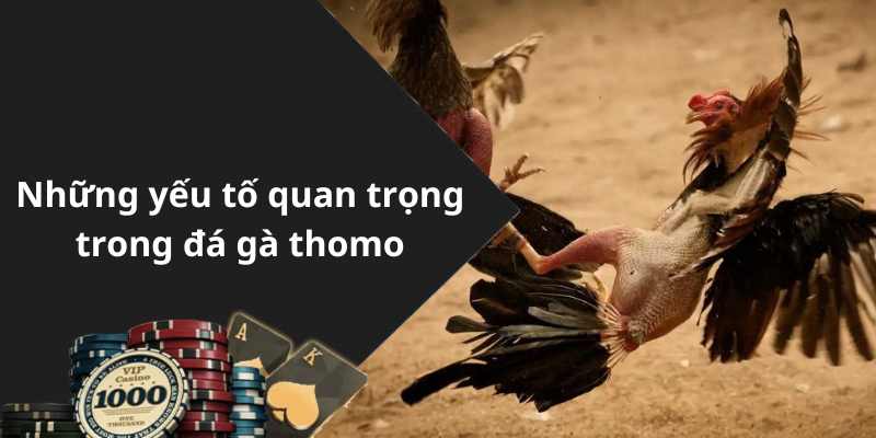 Những yếu tố quan trọng trong đá gà thomo